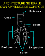 Architecture générale d'un appendice de copépode