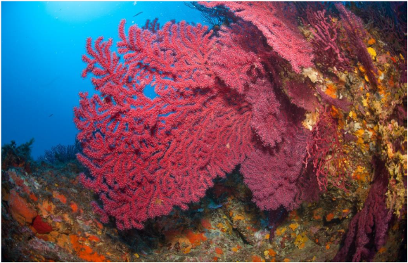 corail luquet