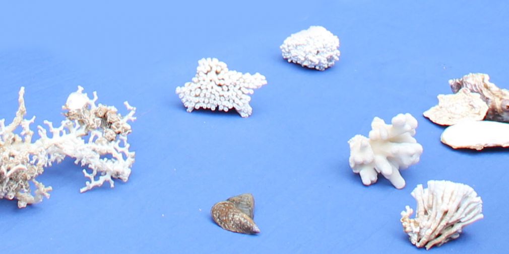 Sous l'effet du réchauffement, les coraux "stressent" et blanchissent