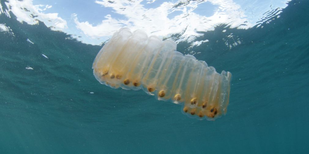 Une étude scientifique révèle que l'ingestion de microplastiques par le zooplancton nuit à l'absortion et au stockage à long terme du dioxyde de carbone atmosphérique dans nos océans.