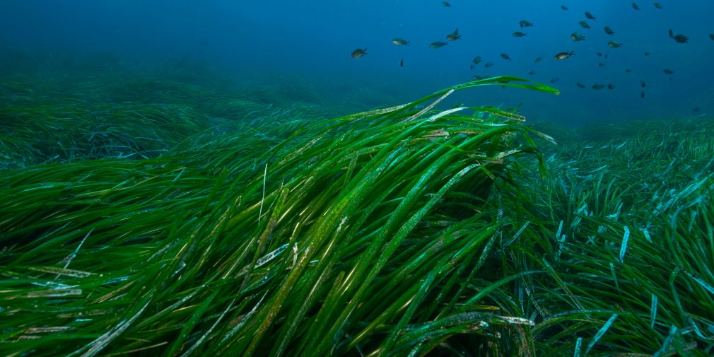 Les ancres dégradent les fonds marins et notamment les herbiers de Posidonie