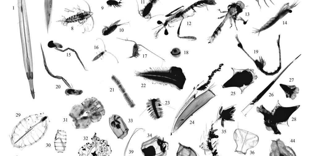 “Intercalibration of Zooplankton Methods and Taxonomy” Workshop