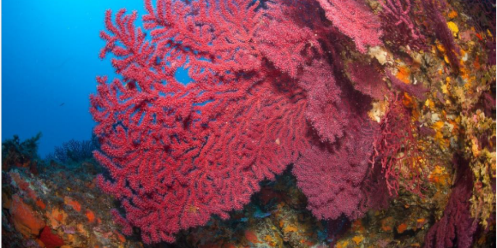 Découverte d'un récif corallien au large du Brésil qui intrigue les scientifiques.