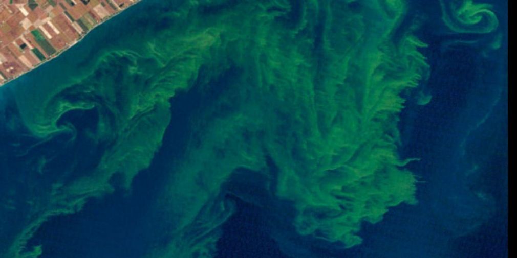 Plancton malade, océans en danger