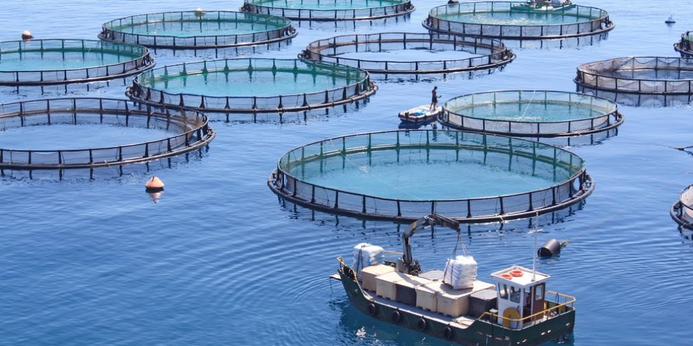 "Aquaculture durable" : réunion du Pôle Mer Méditerranée.