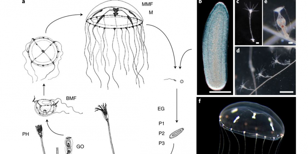 Les méduses : un bagage génétique surprenant
