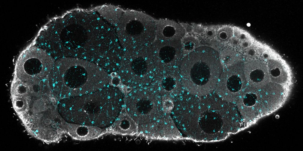 De la lumière sur la régulation de la maturation ovocytaire et  la ponte des méduses