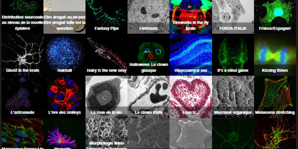 Concours Photo MICA pour les scientifiques azuréens