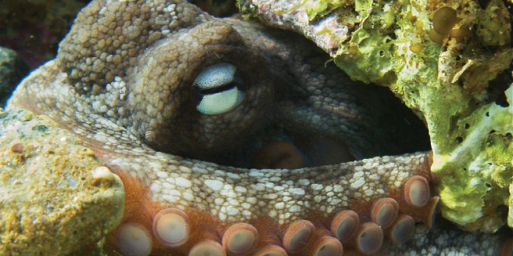Do octopuses use projectiles in conspecific interactions?