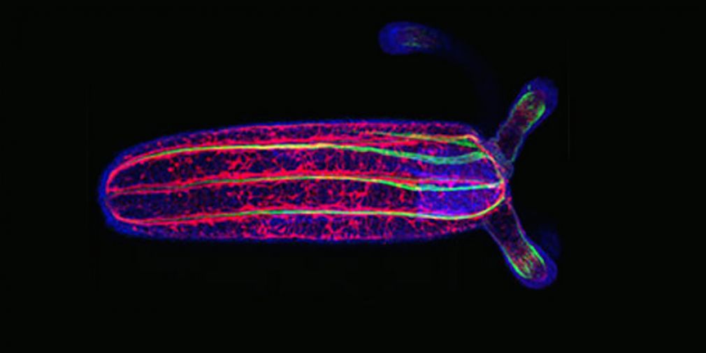 SEMINAR : Neural progenitor cells and their molecular regulation in the sea anemone Nematostella vectensis