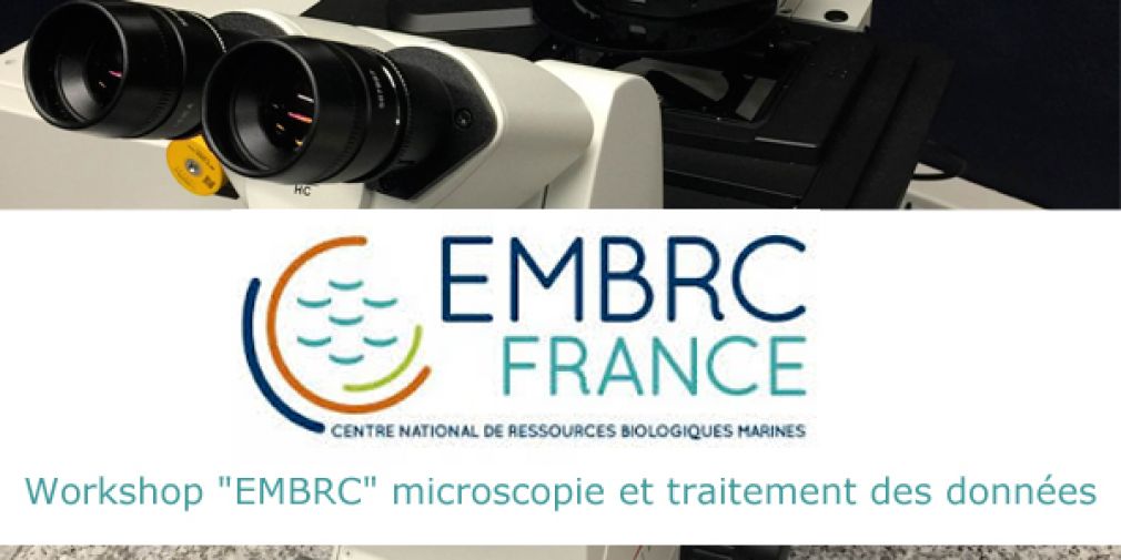 Workshop "EMBRC" microscopie et traitement des données