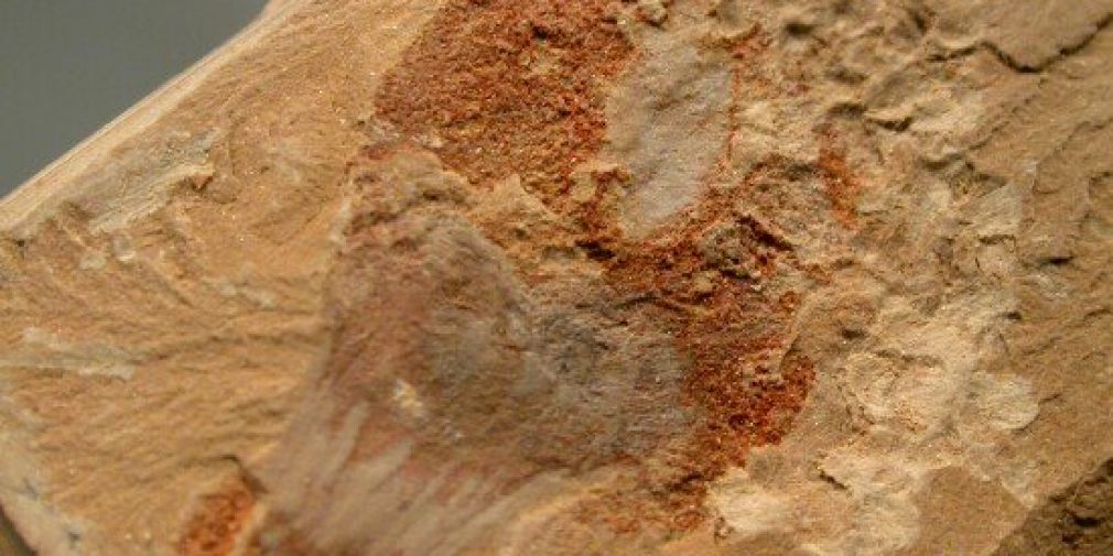 Seminar : Early evolution of cnidarians: fossil evidence