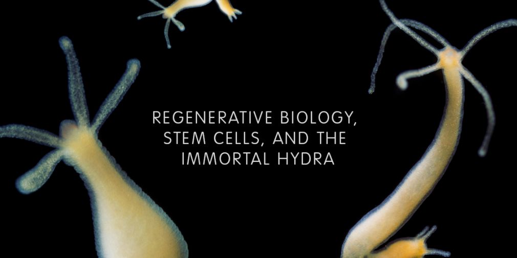 Stem Cells and Regeneration in Hydra
