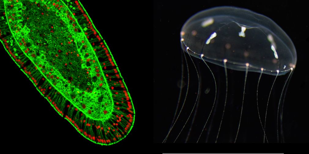 Pour en savoir plus sur les hydrozoaires...