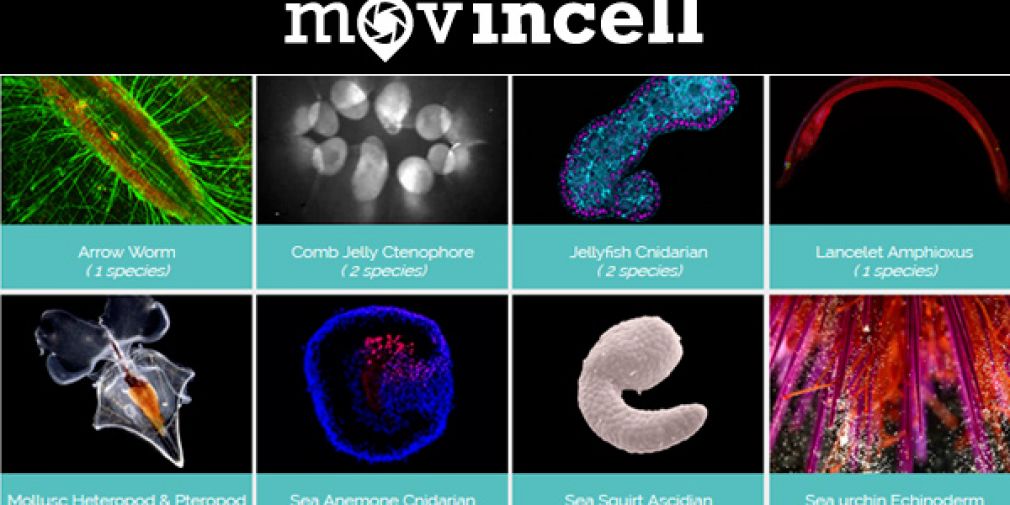 MovinCell "Multi-dimensional marine organisms dataviewer"