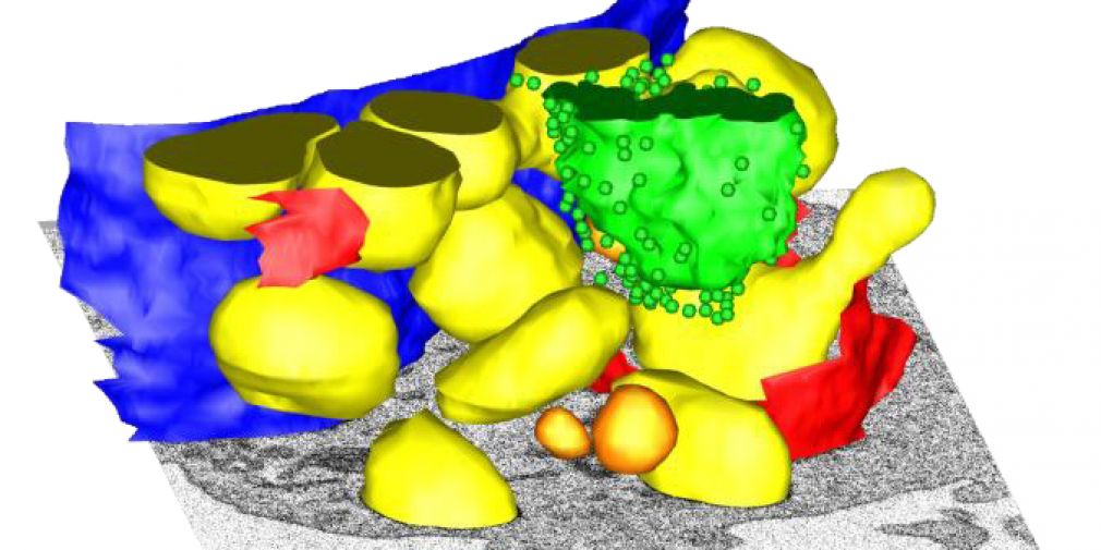 Nouvelles modalités de microscopie électronique 3D disponibles au CCMA