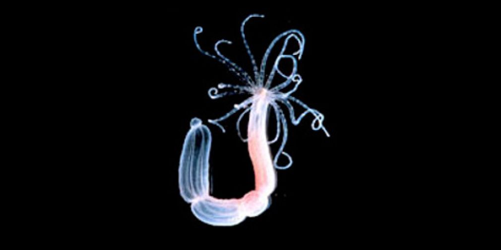 Seminar : "Principles of transcriptional and post-transcriptional gene regulation in the sea anemone Nematostella vectensis”