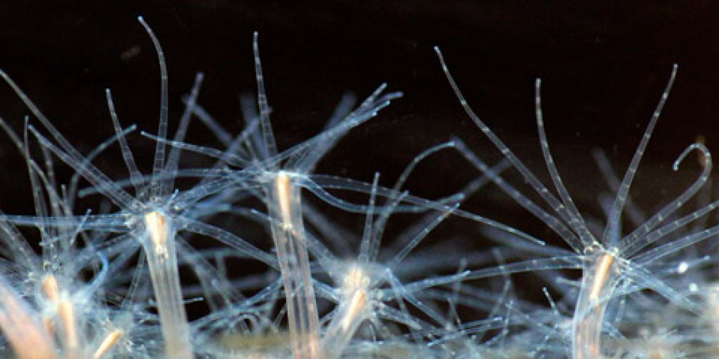 SEMINAR : Germ layer evolution: A common origin of cnidarian and bilaterian endoderm?