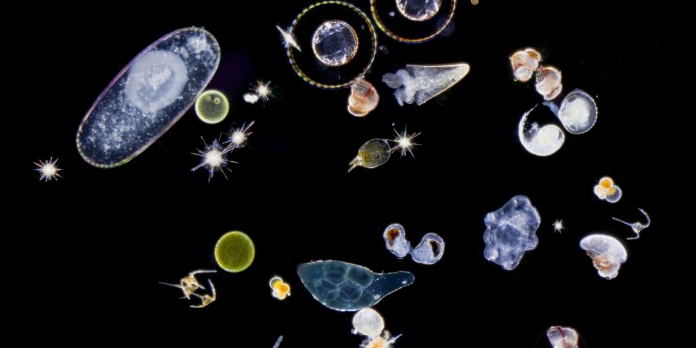 Plankton networks driving carbon export in the oligotrophic ocean - NATURE