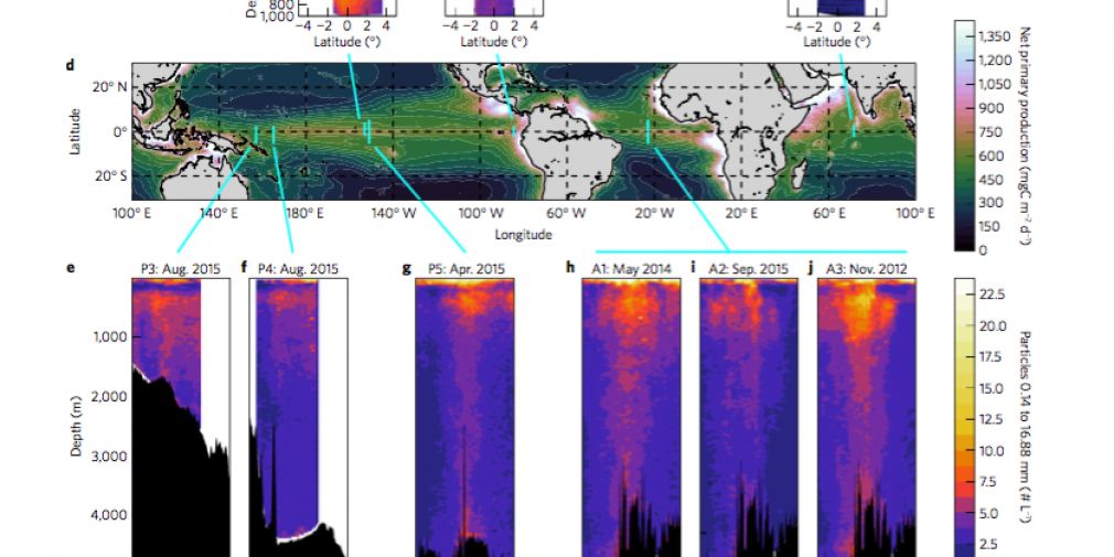 Biological and physical influences on marine snowfall at the equator : a Nature Geoscience paper