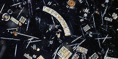 c2-amundsen-sea-diatoms-