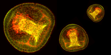 c2-movincell08