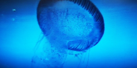 L'Equorée, une nouvelle espèce de méduse en rade de Villefranche ?
