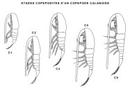 Stades copépodites d'un copépode calanoide