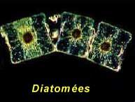 Diatomées