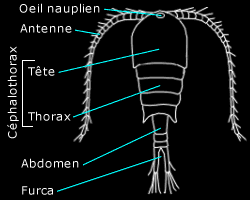 Morphologie externe d'un copépode planctonique