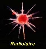 Radiolaire